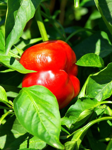 100 PIMENTO PEPPER (Red Sweet Pimientio / Italianelle / Cheese, Roasting, Frying Pepper) Capsicum Annuum Seeds